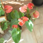 rc造やalc鉄骨造建物の屋上の障害物が防水リフォームに与える最悪の影響